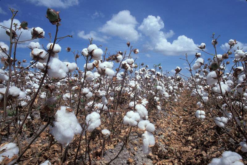 cotton norte chico