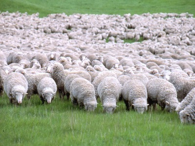 merino sheep australia
