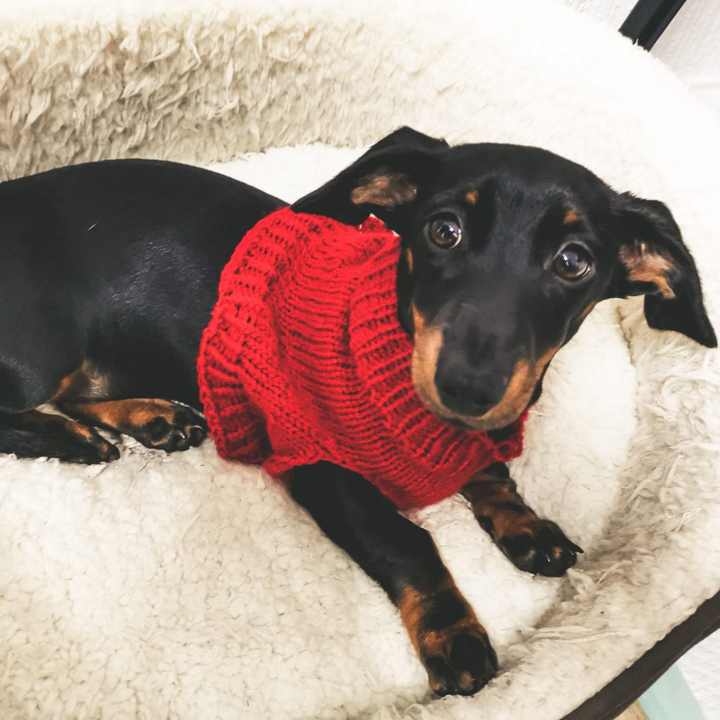 Lola in her jumper Lola in her jumper